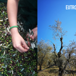 OLIO EXTRA VERGINE DI OLIVA